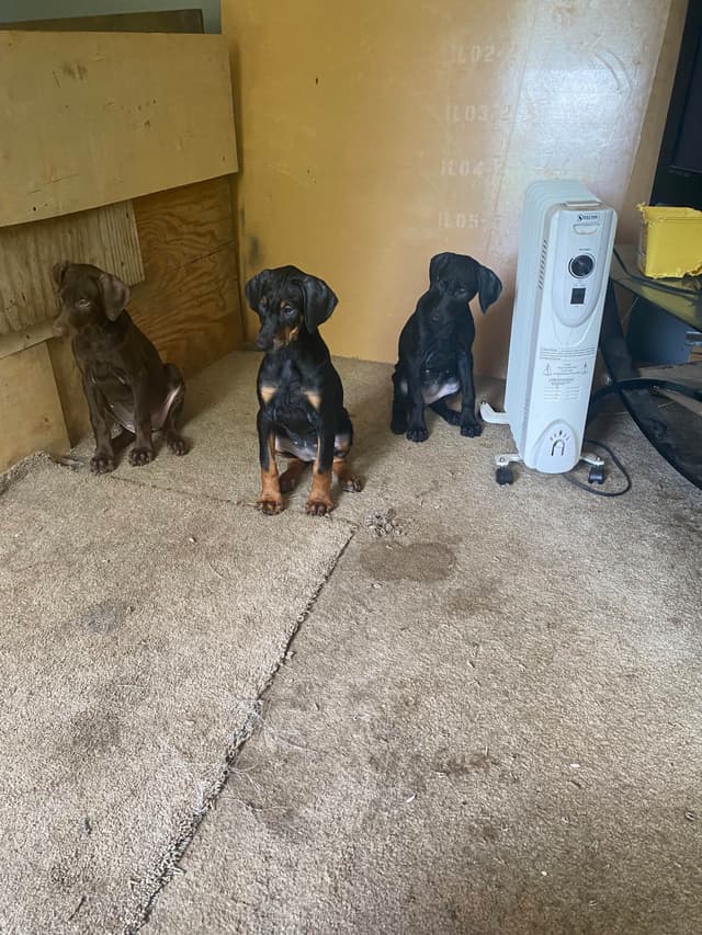 Doberman Pinscher Puppies media 5