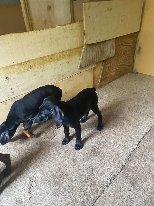 Doberman Pinscher Puppies media 6
