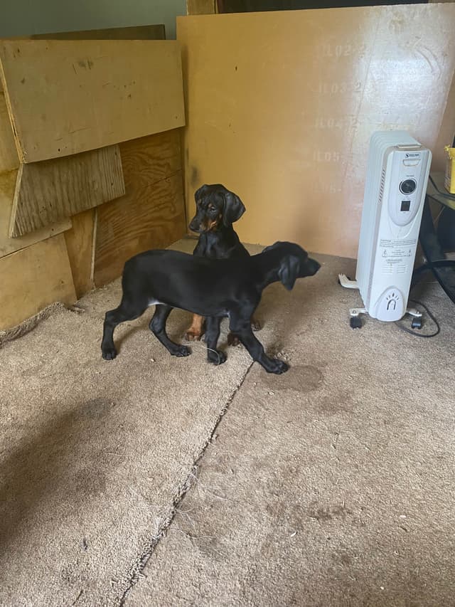 Doberman Pinscher Puppies media 7