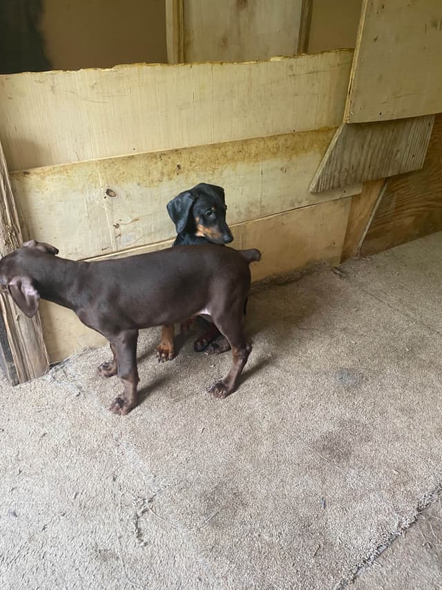 Doberman Pinscher Puppies media 8