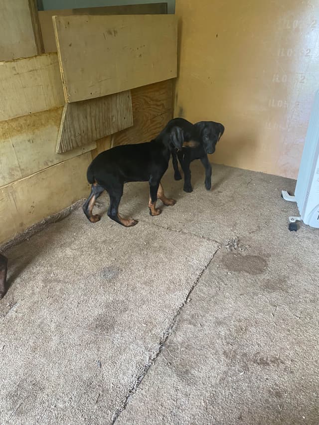 Doberman Pinscher Puppies media 9