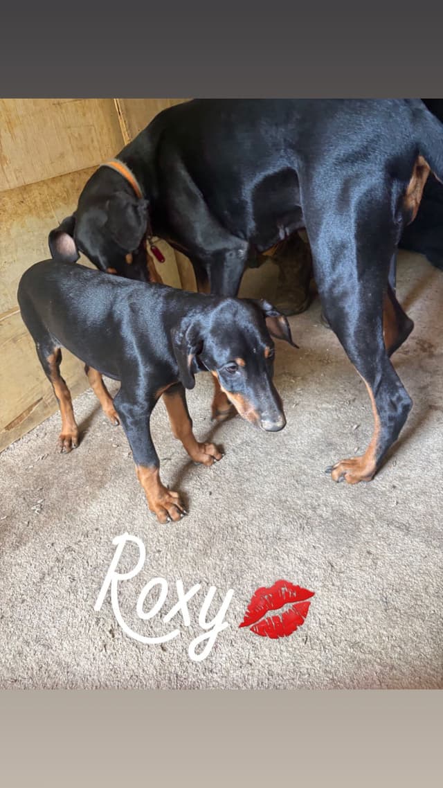Doberman Pinscher Puppies media 10