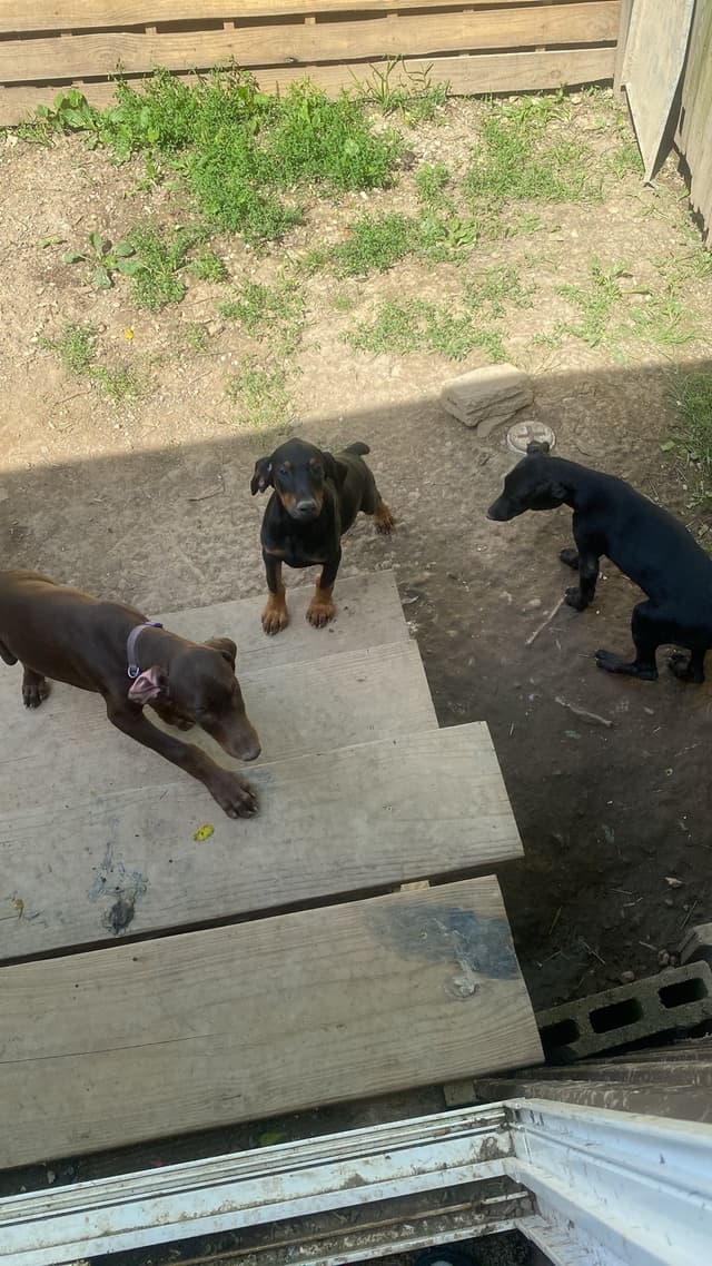 Doberman Pinscher Puppies media 11