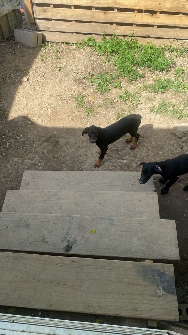 Doberman Pinscher Puppies media 12