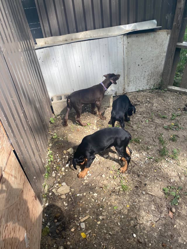 Doberman Pinscher Puppies media 13