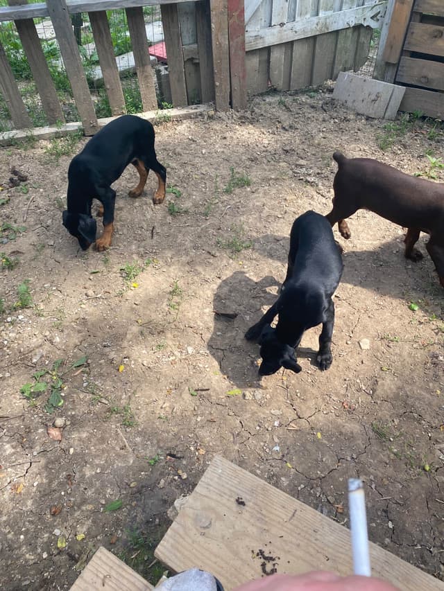 Doberman Pinscher Puppies media 14