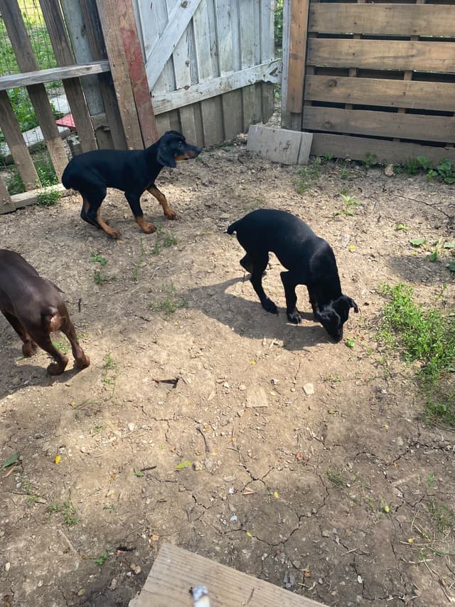 Doberman Pinscher Puppies media 16
