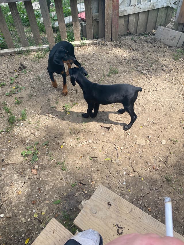 Doberman Pinscher Puppies media 15
