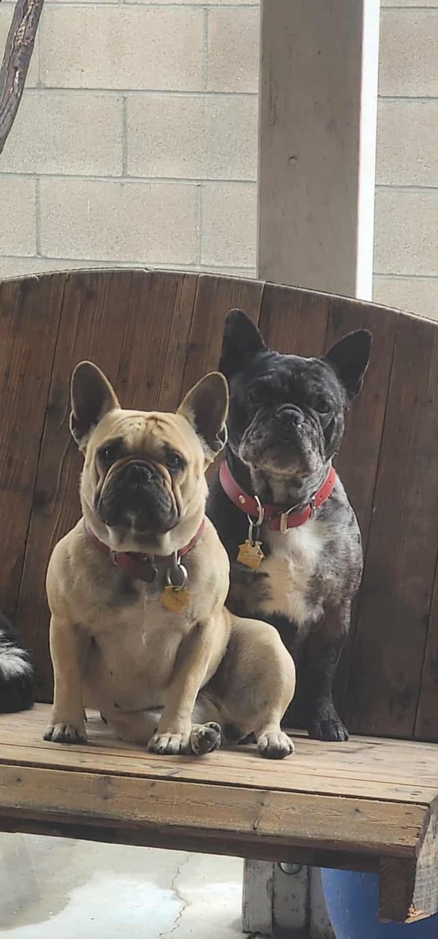 French Bulldog Puppies media 12