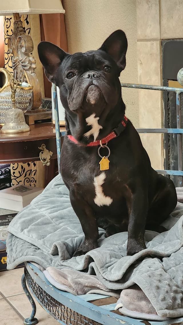 French Bulldog Puppies media 11