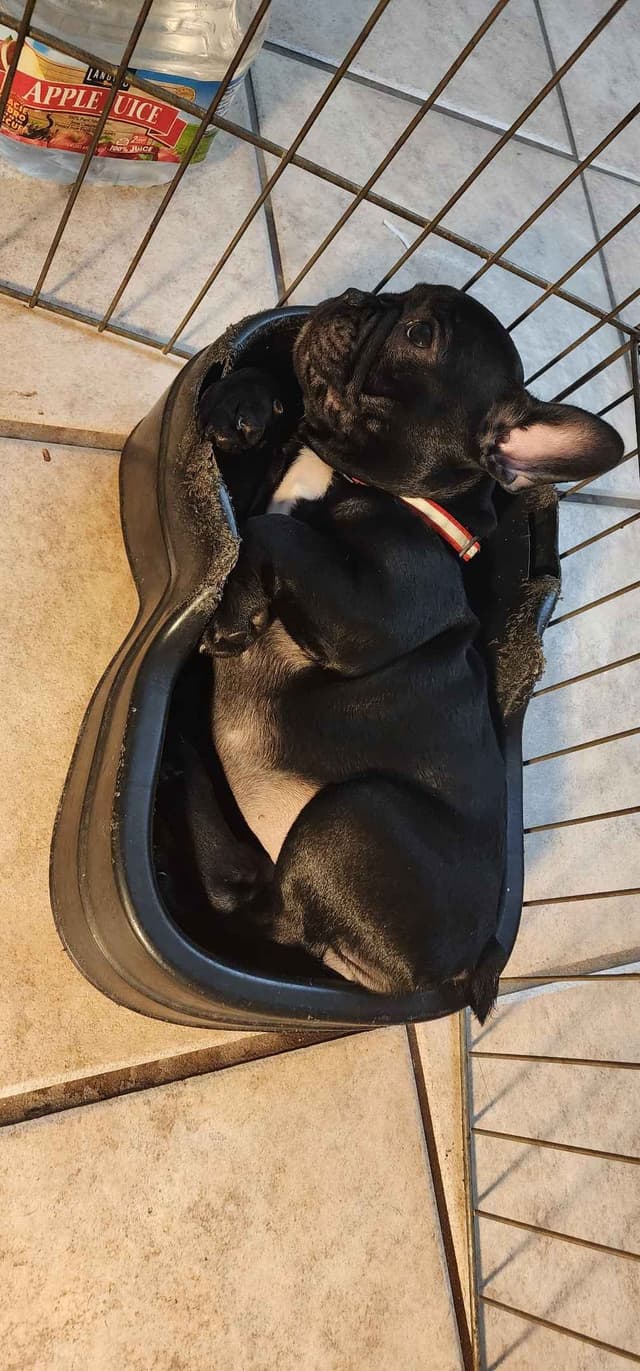 French Bulldog Puppies media 8