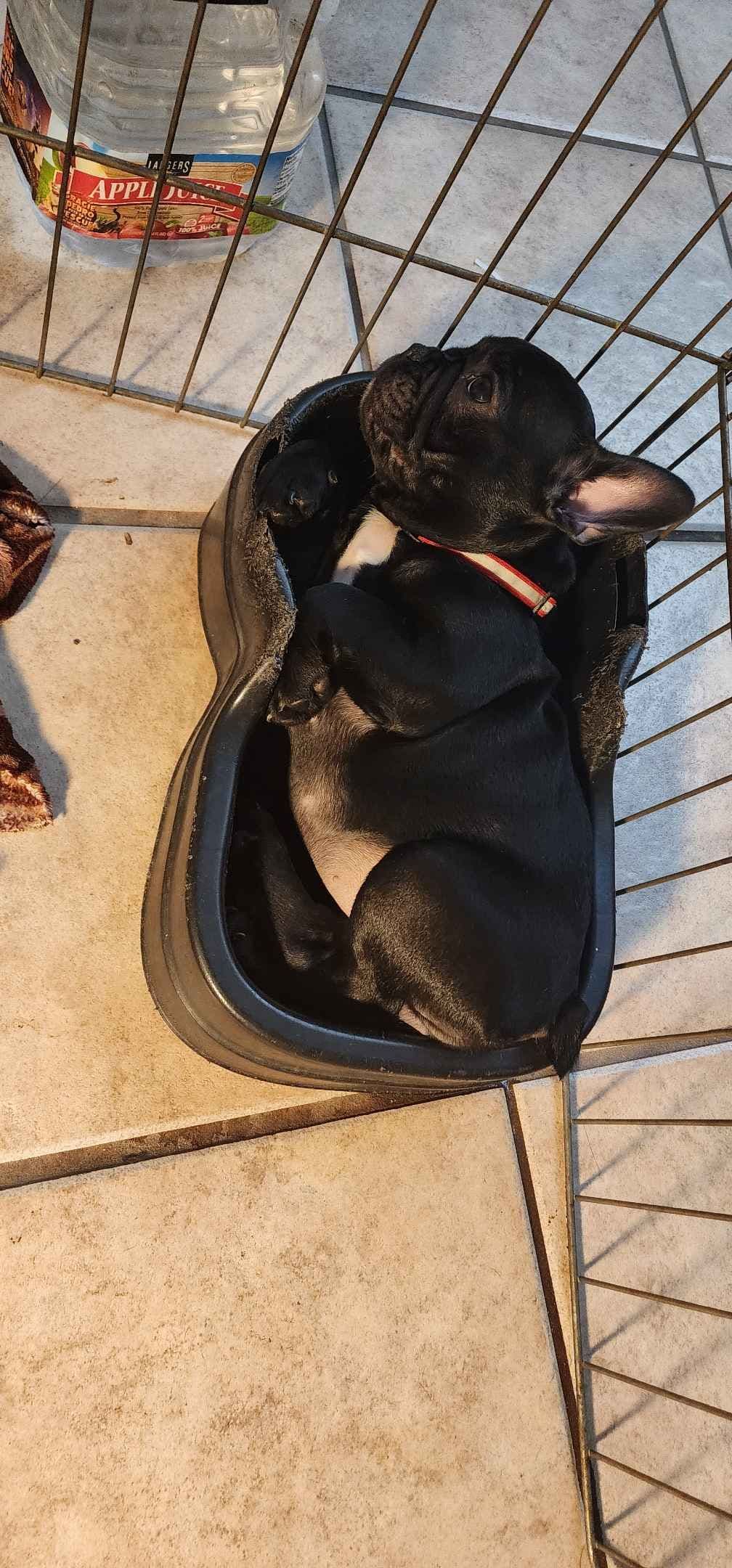 French Bulldog Puppies breeder image 1