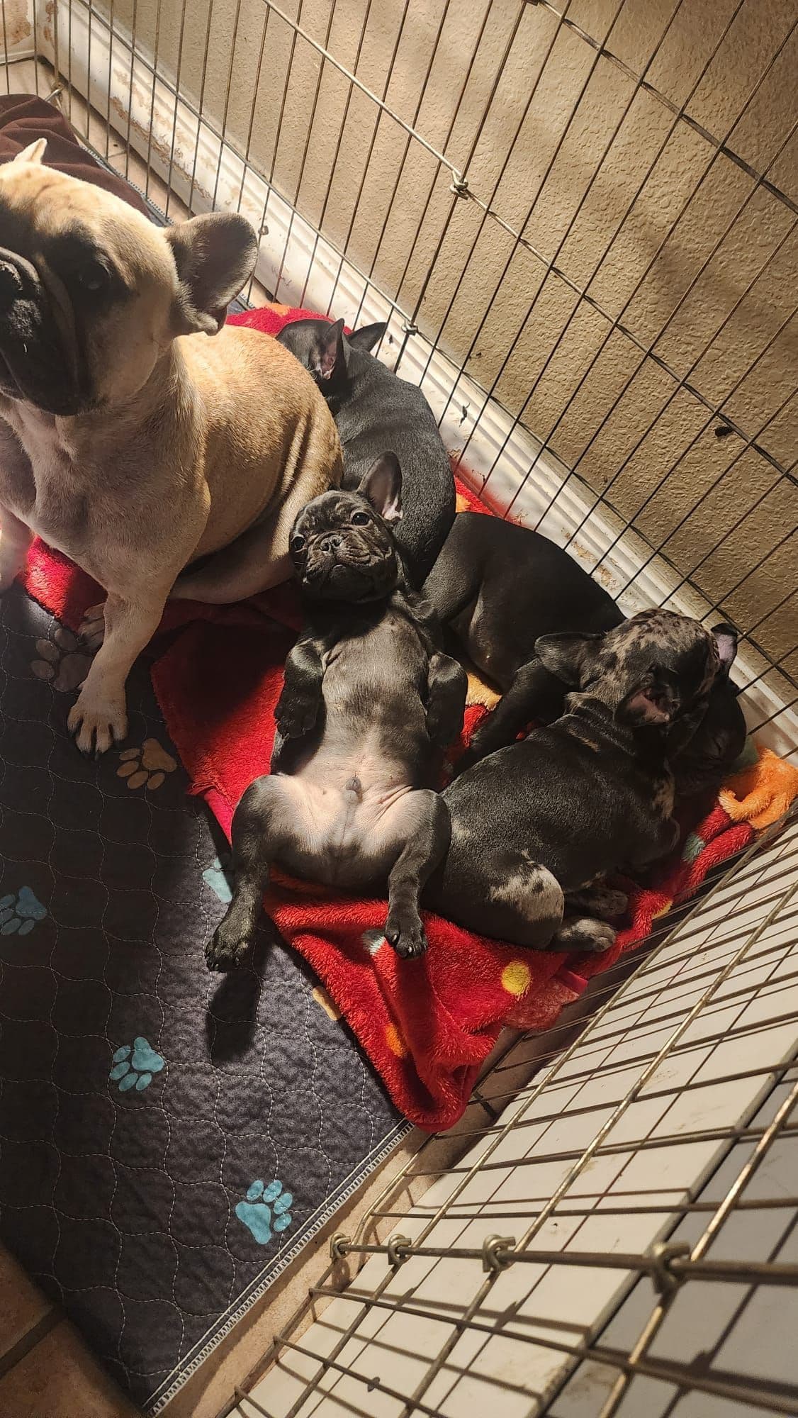 French Bulldog Puppies breeder image 2