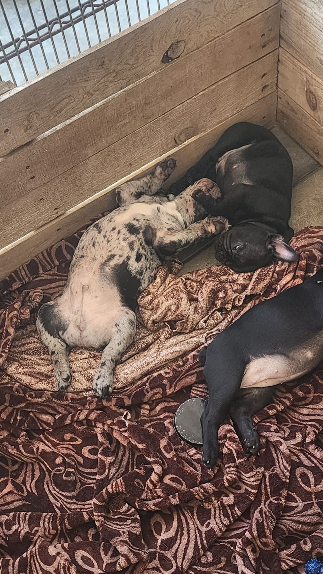 French Bulldog Puppies breeder image 3