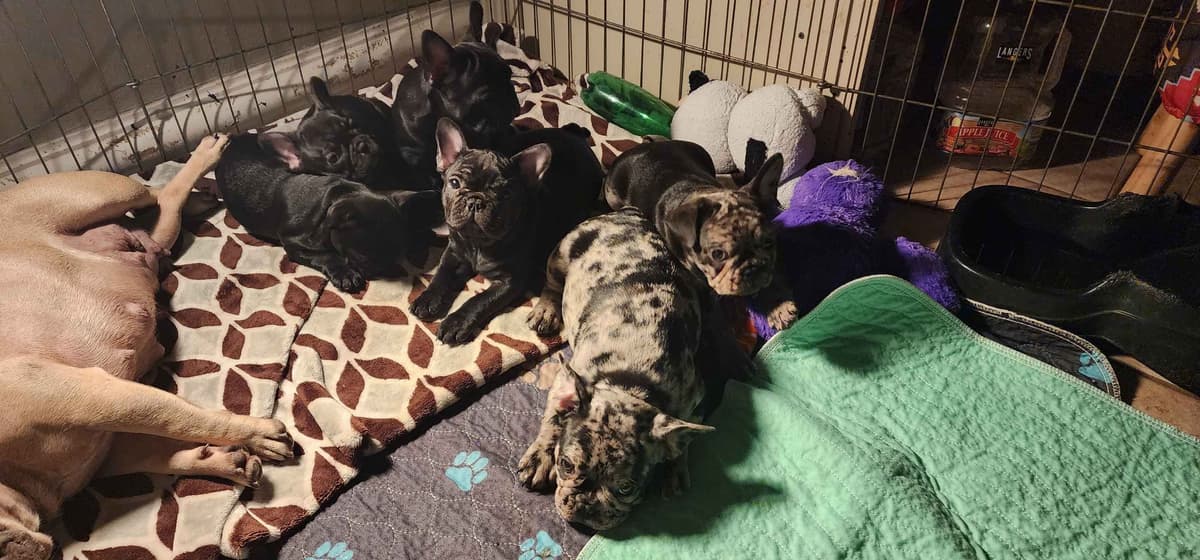 French Bulldog Puppies breeder image 4