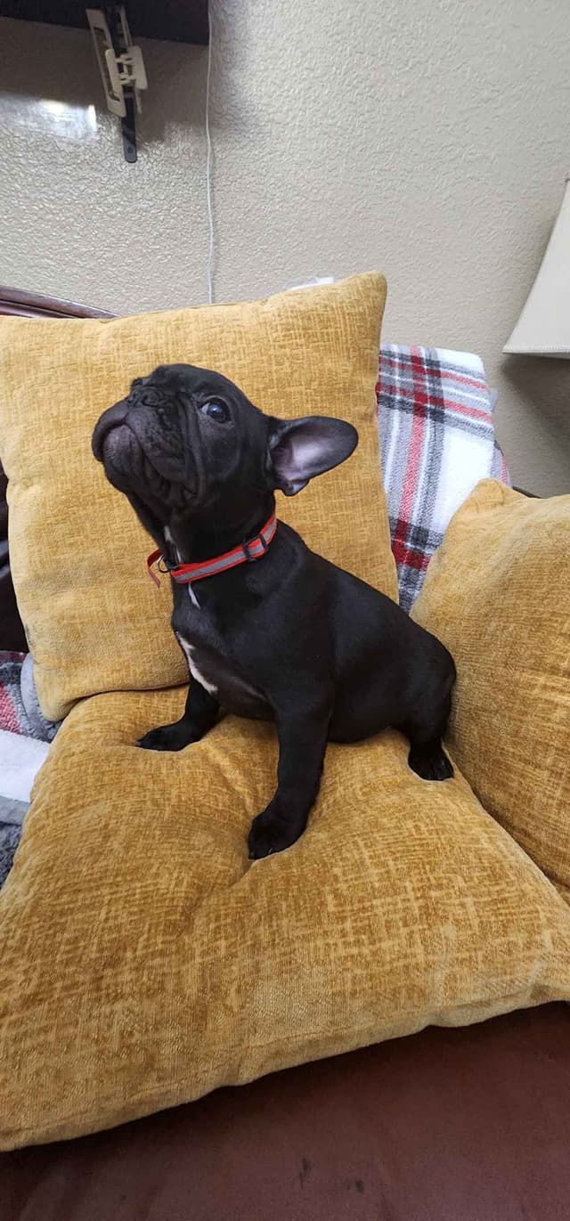 French Bulldog Puppies media 7