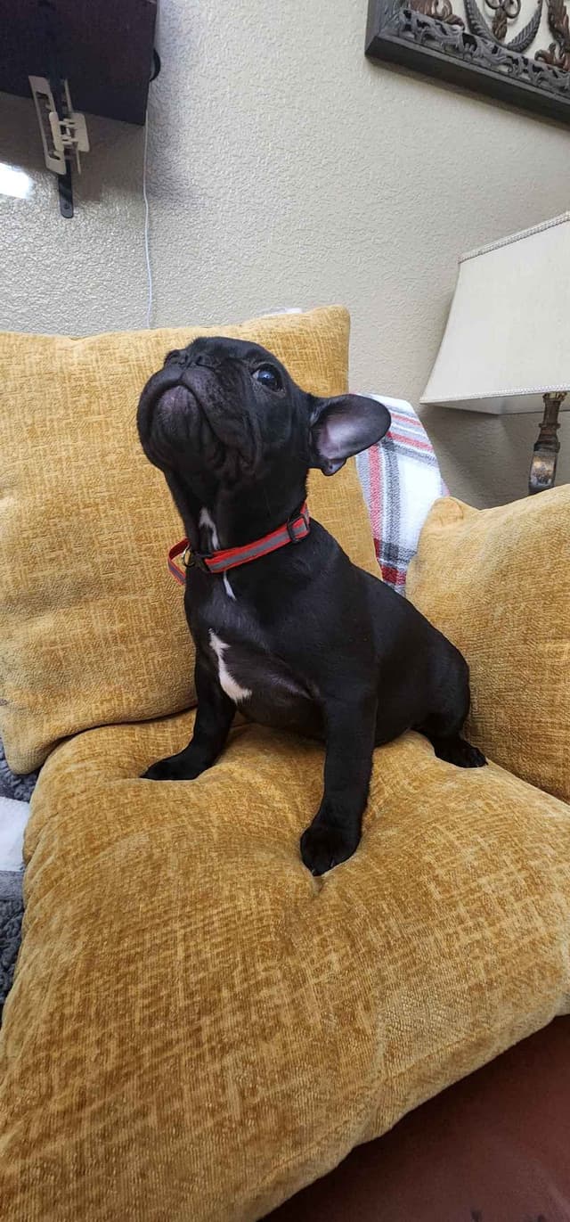 French Bulldog Puppies media 6