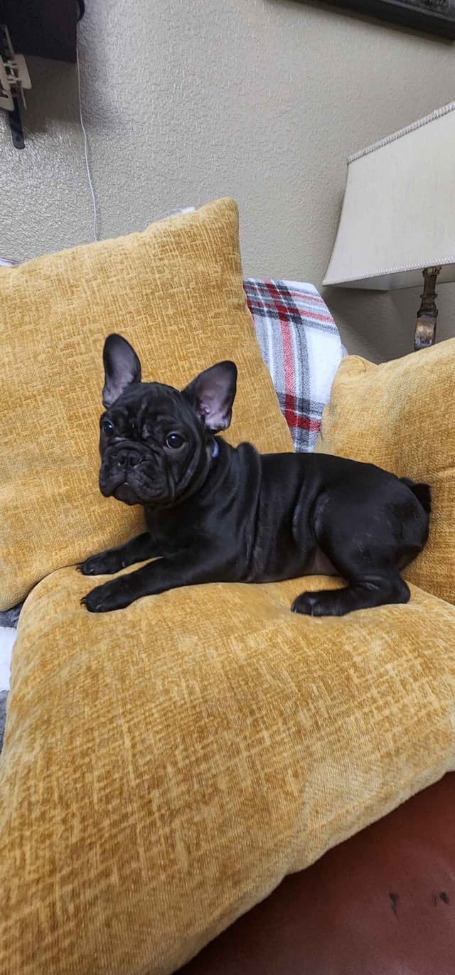 French Bulldog Puppies media 2