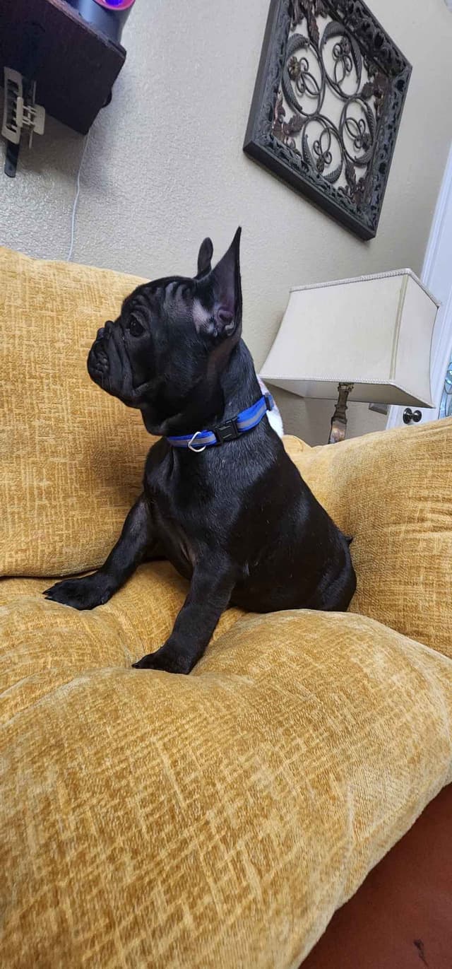 French Bulldog Puppies media 5