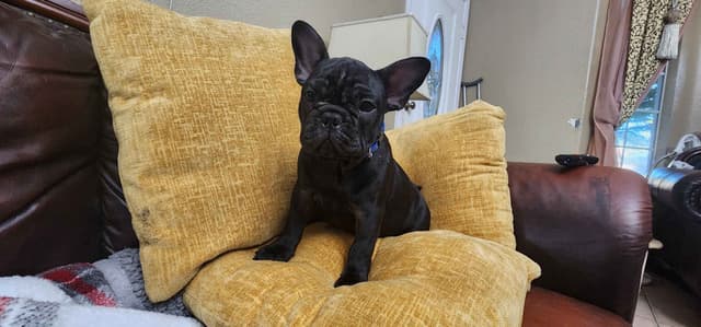 French Bulldog Puppies media 4