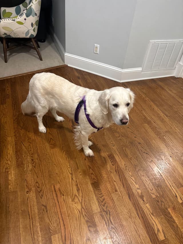 Health tested English cream Golden Retriever Puppies media 2