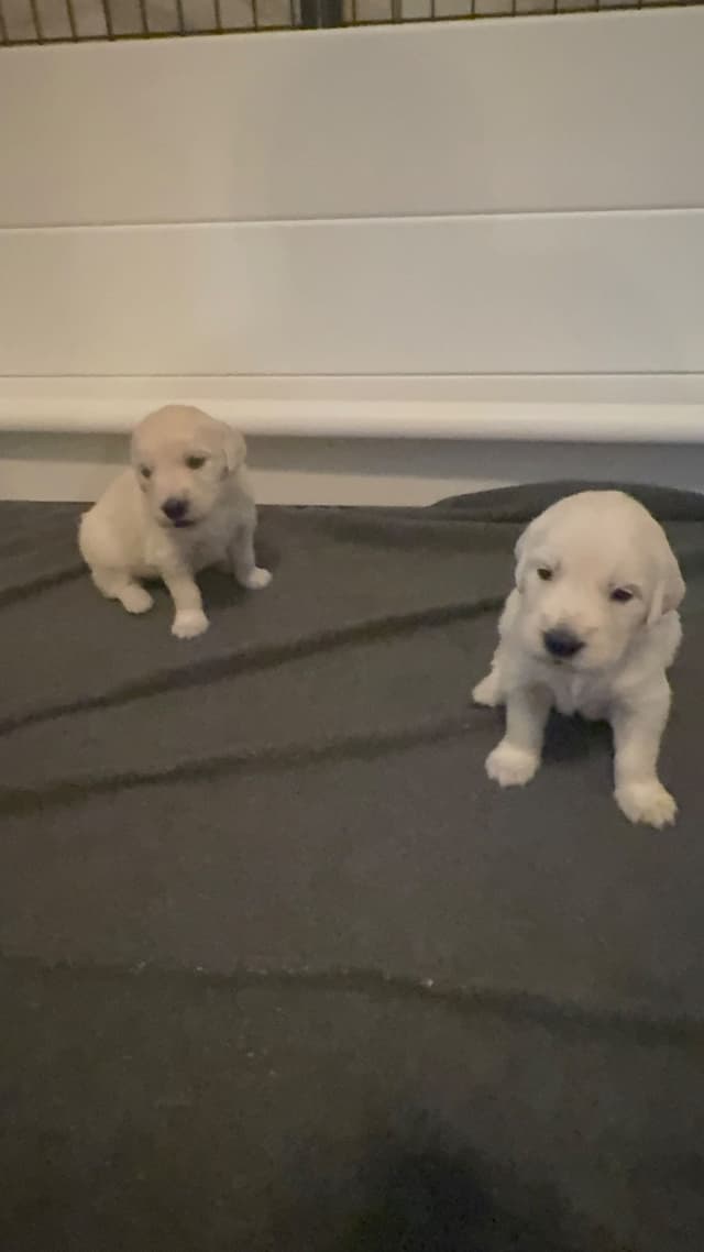 Health tested English cream Golden Retriever Puppies media 4