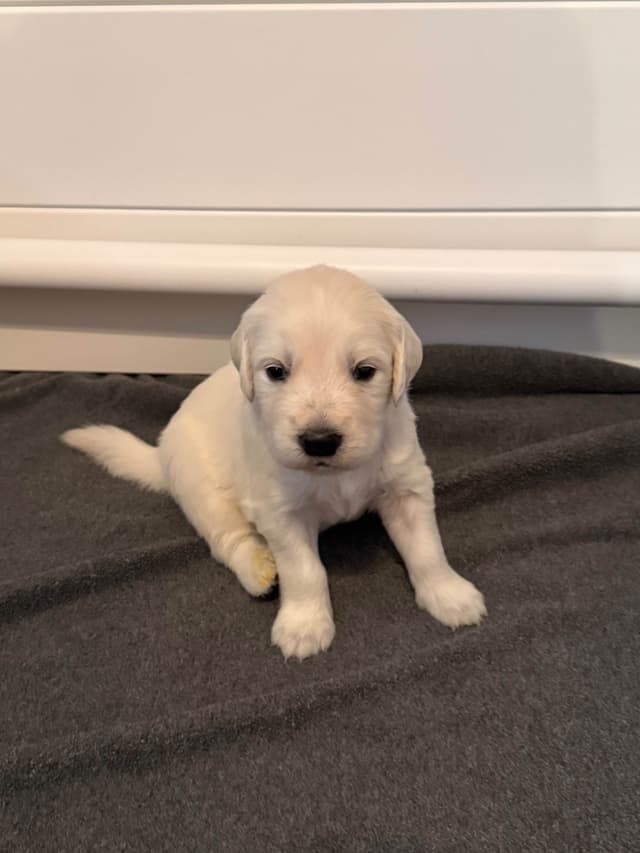 Health tested English cream Golden Retriever Puppies media 6