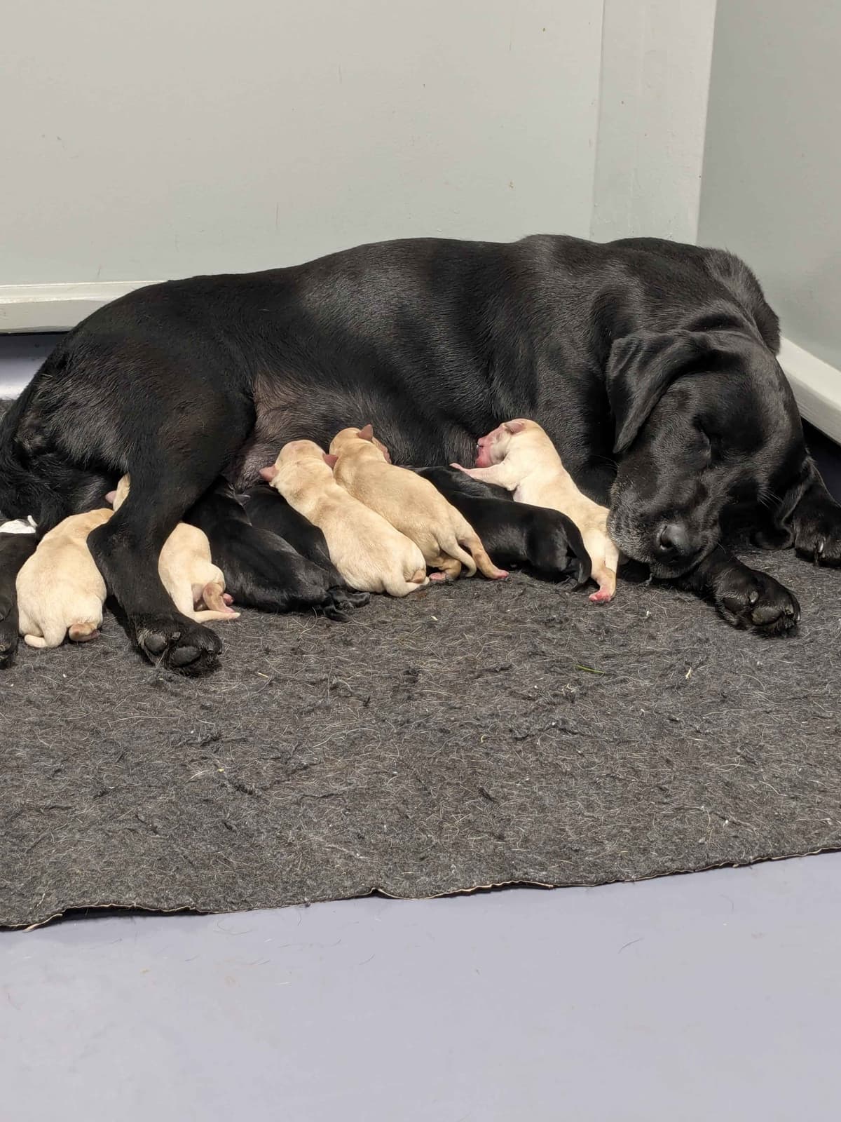 Labrador Retriever Puppies breeder image 1