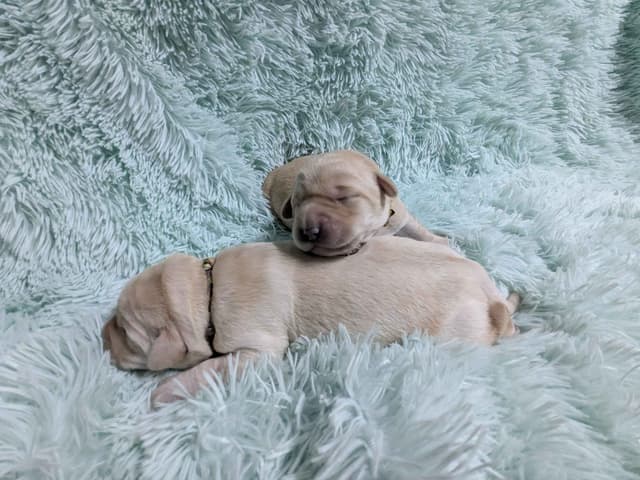 Labrador Retriever Puppies media 5