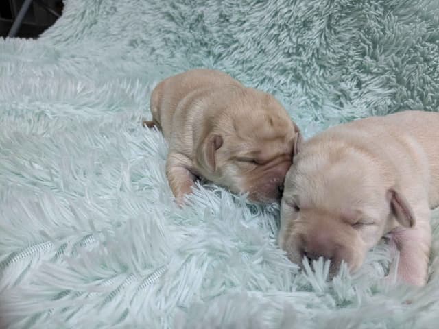 Labrador Retriever Puppies media 6