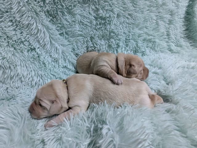 Labrador Retriever Puppies media 7
