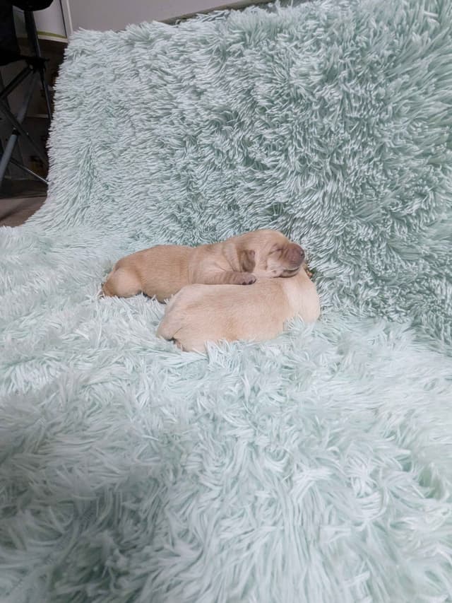 Labrador Retriever Puppies media 8