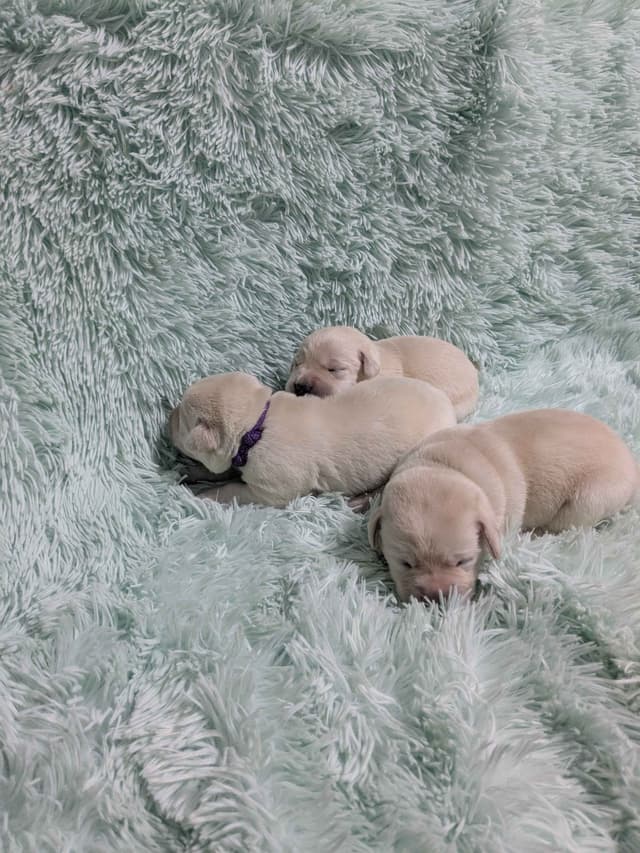 Labrador Retriever Puppies media 2