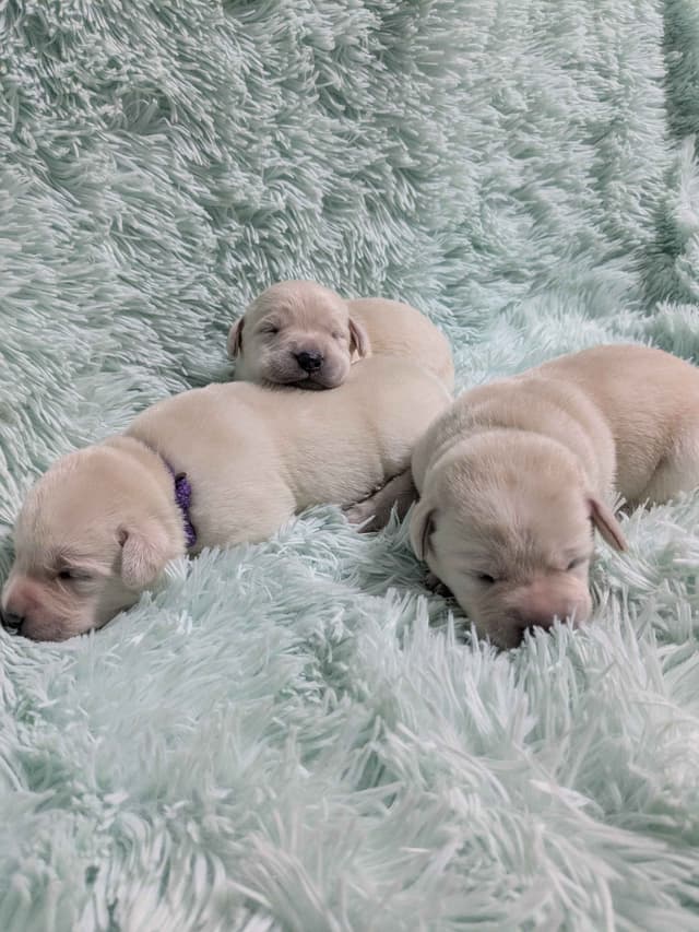 Labrador Retriever Puppies media 3