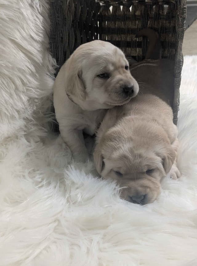 Labrador Retriever Puppies media 9