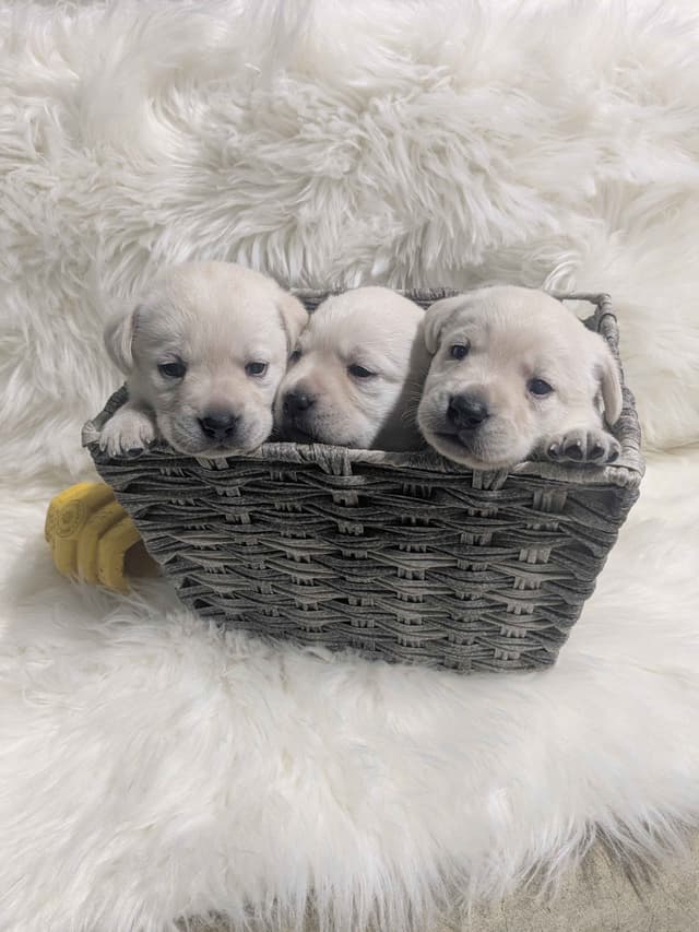Labrador Retriever Puppies media 10