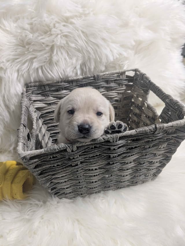 Labrador Retriever Puppies media 11