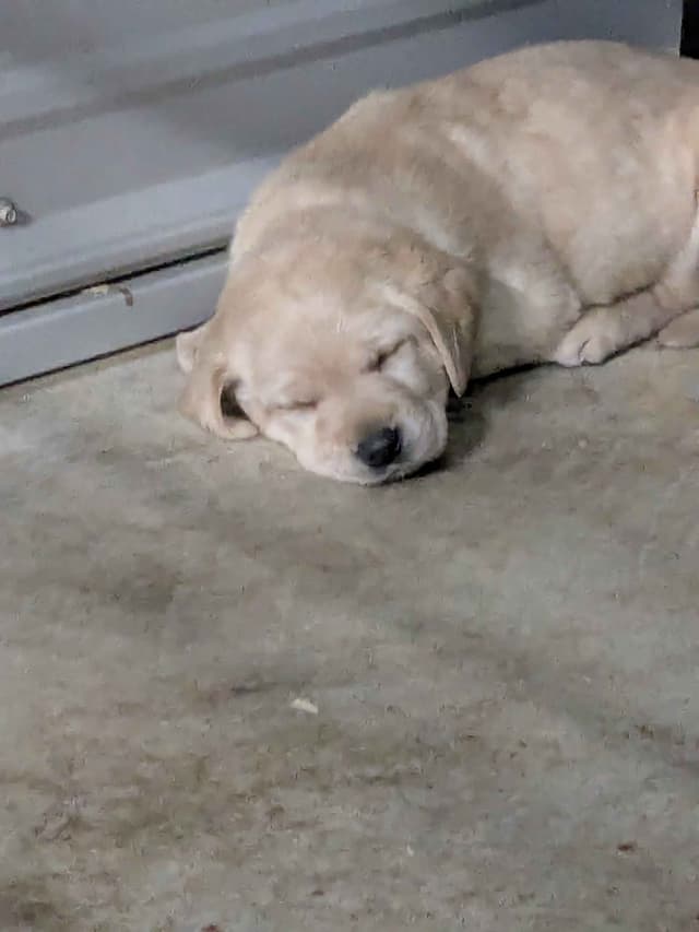 Labrador Retriever Puppies media 2