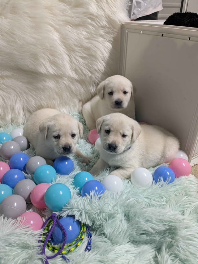 Labrador Retriever Puppies media 12