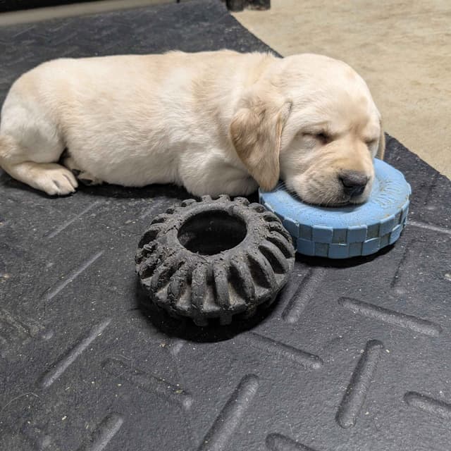 Labrador Retriever Puppies media 3