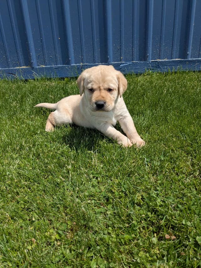 Labrador Retriever Puppies media 4