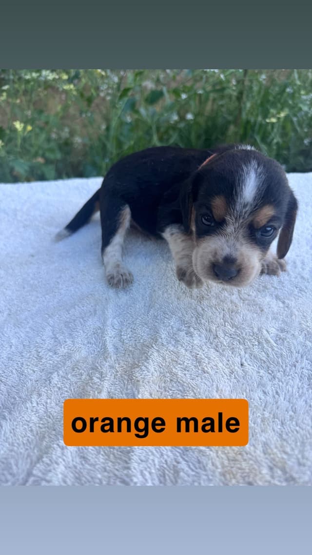 Beagle Puppies media 2