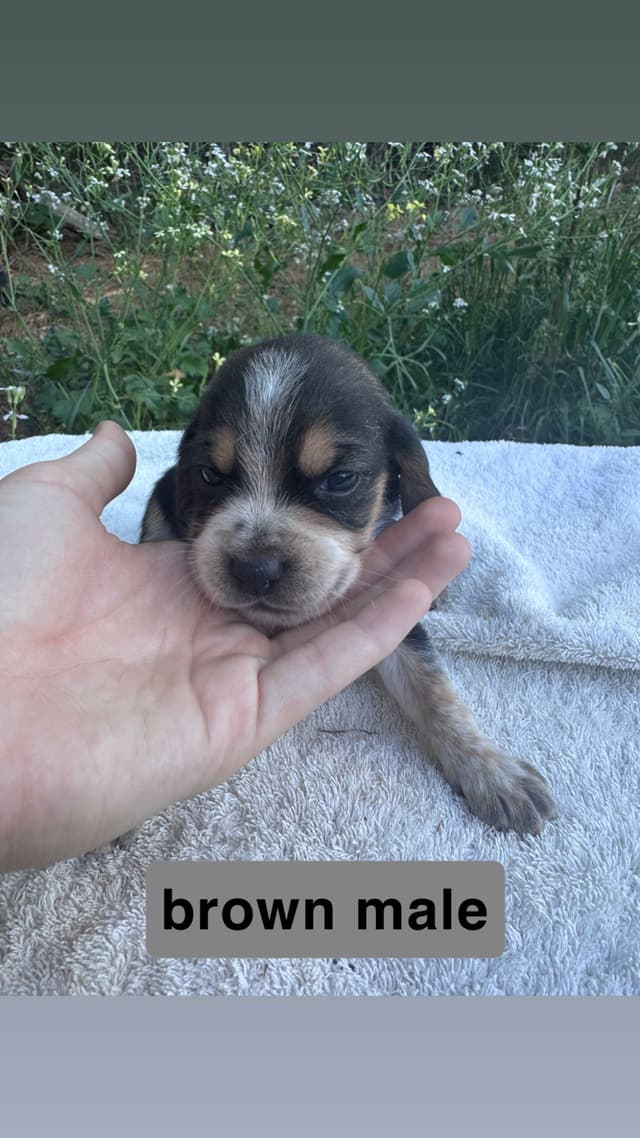 Beagle Puppies media 6