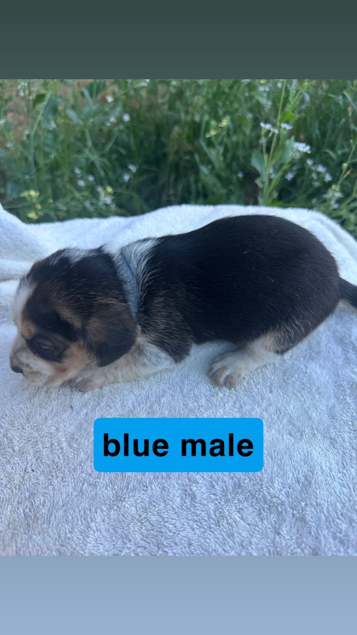 Beagle Puppies breeder image 1