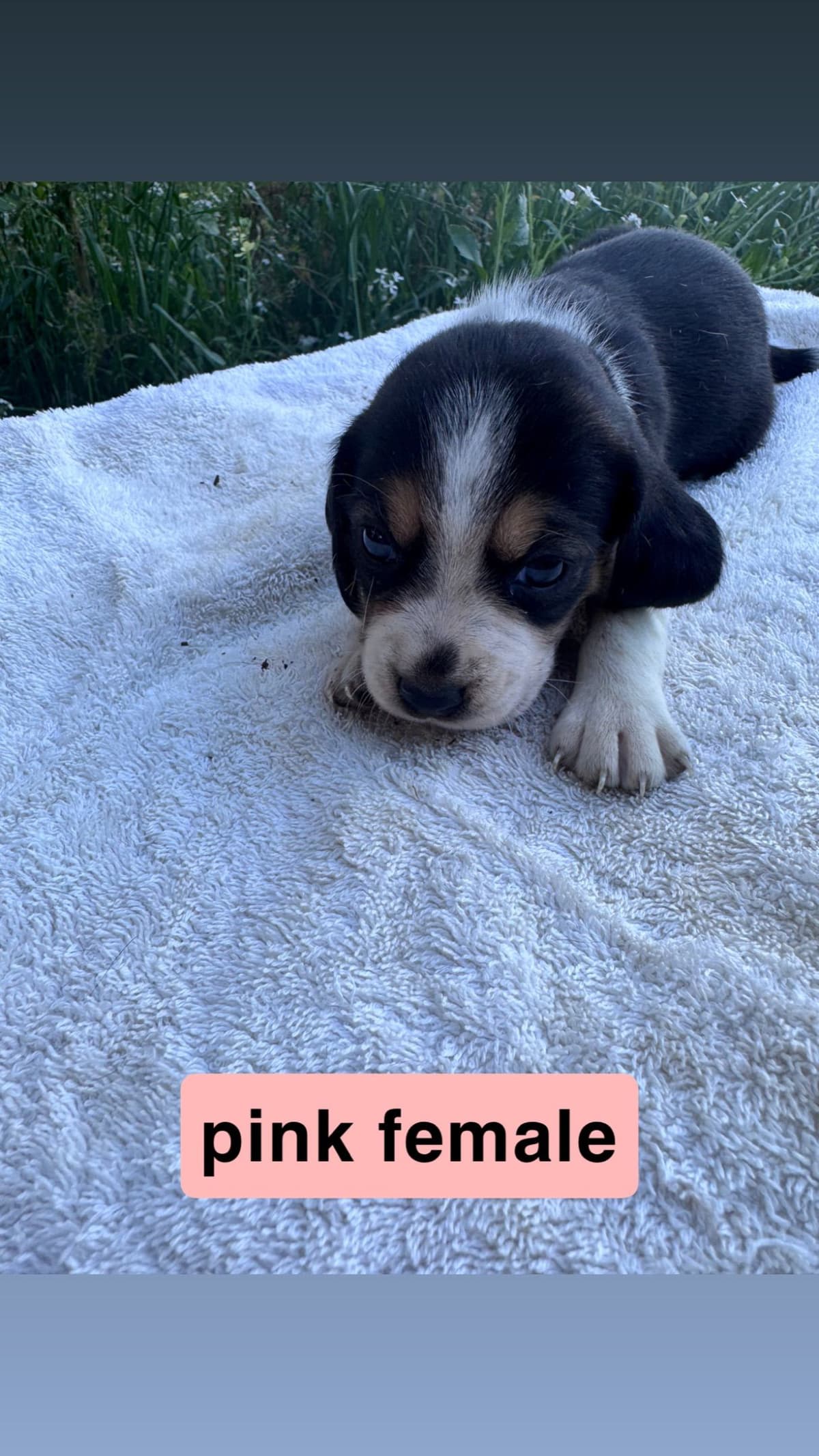 Beagle Puppies breeder image 2