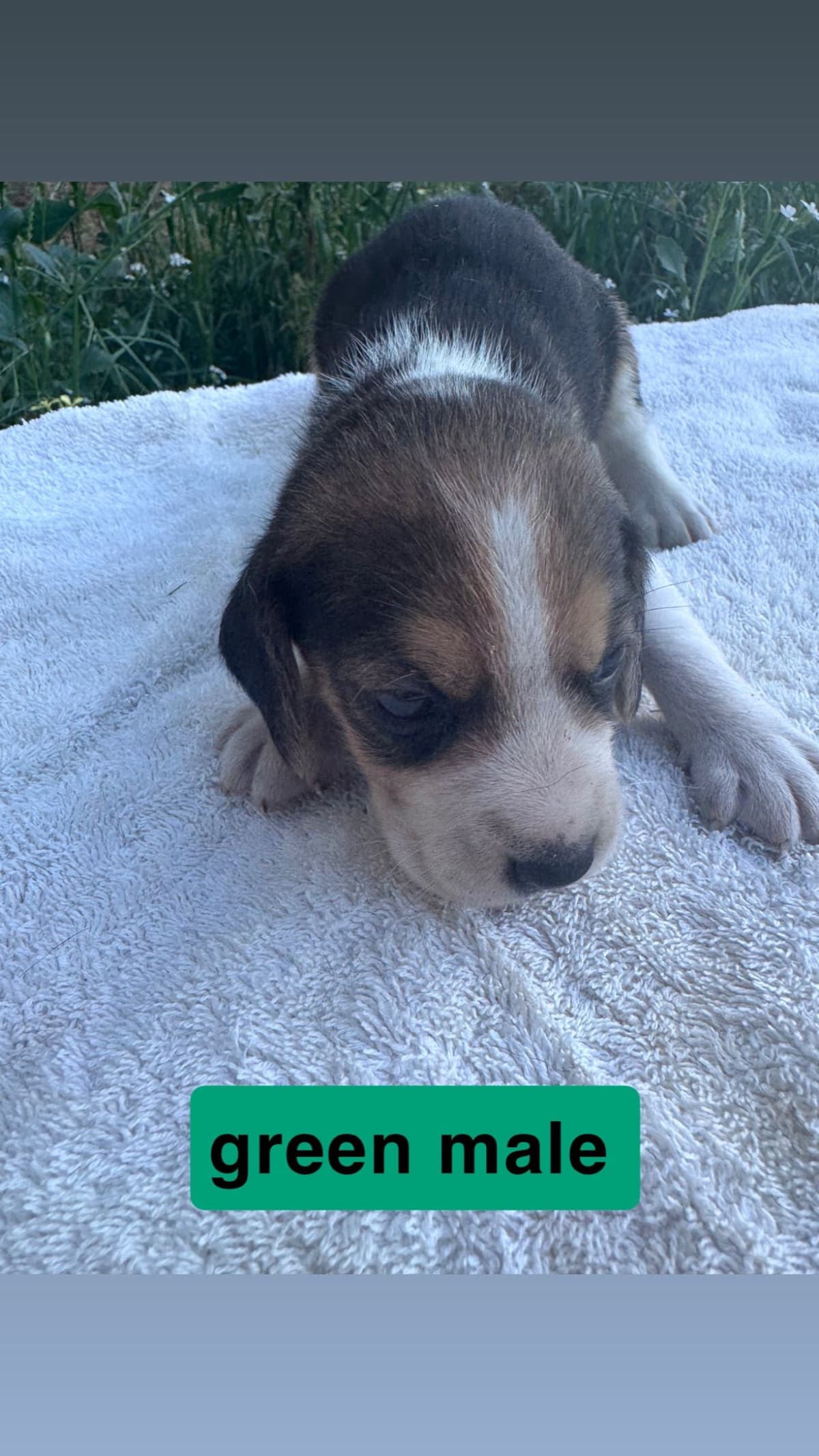 Beagle Puppies breeder image 6