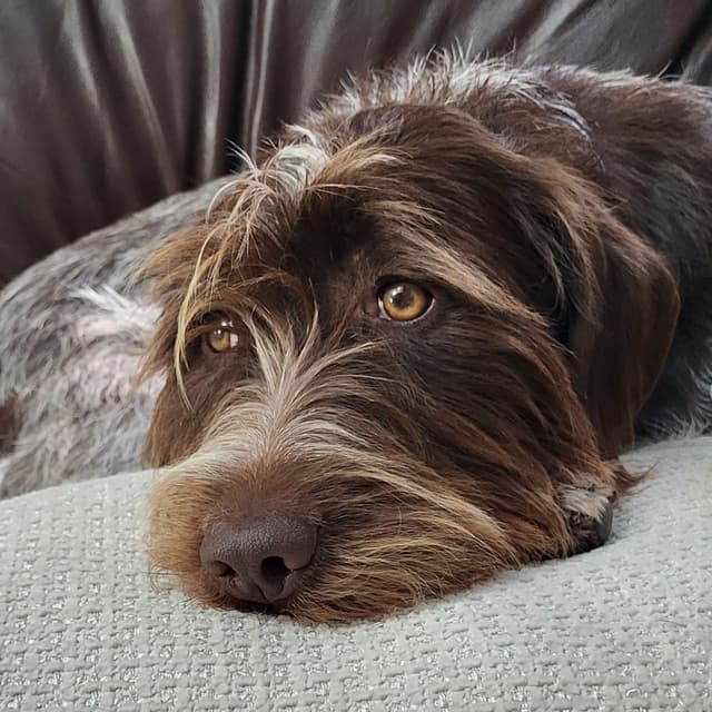 Wirehaired Pointing Griffon Puppies media 2