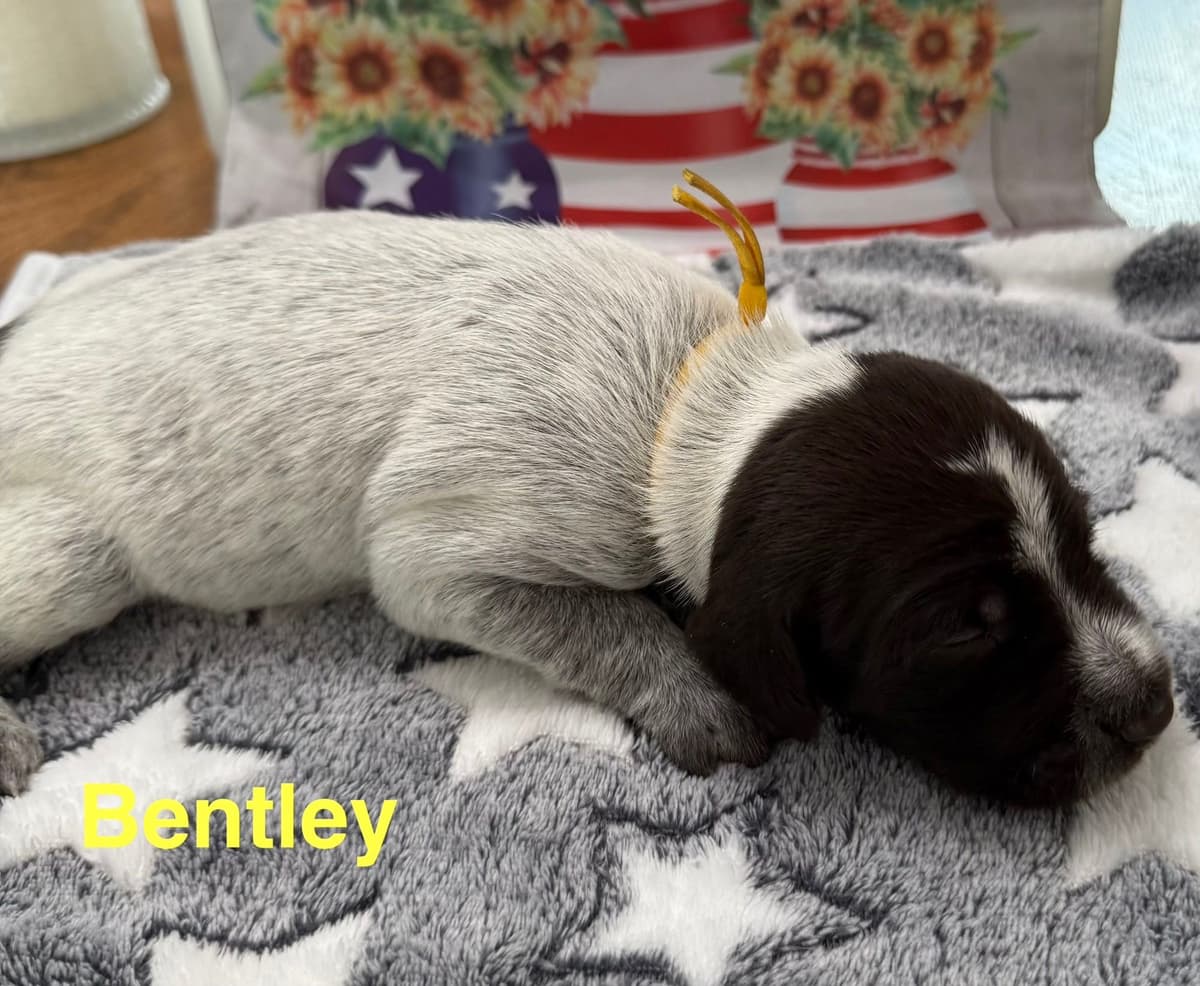 Wirehaired Pointing Griffon Puppies breeder image 1