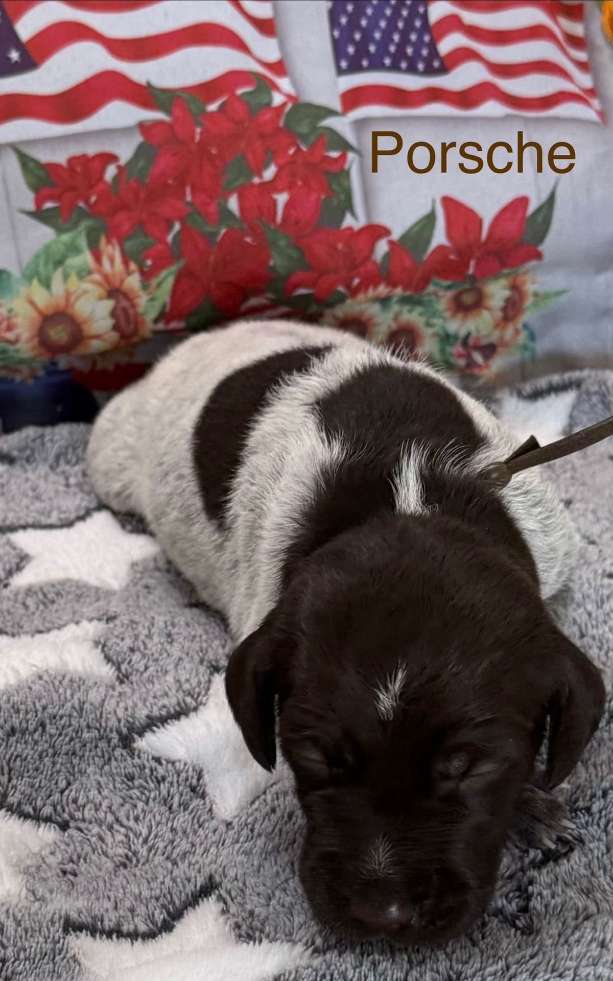 Wirehaired Pointing Griffon Puppies breeder image 2