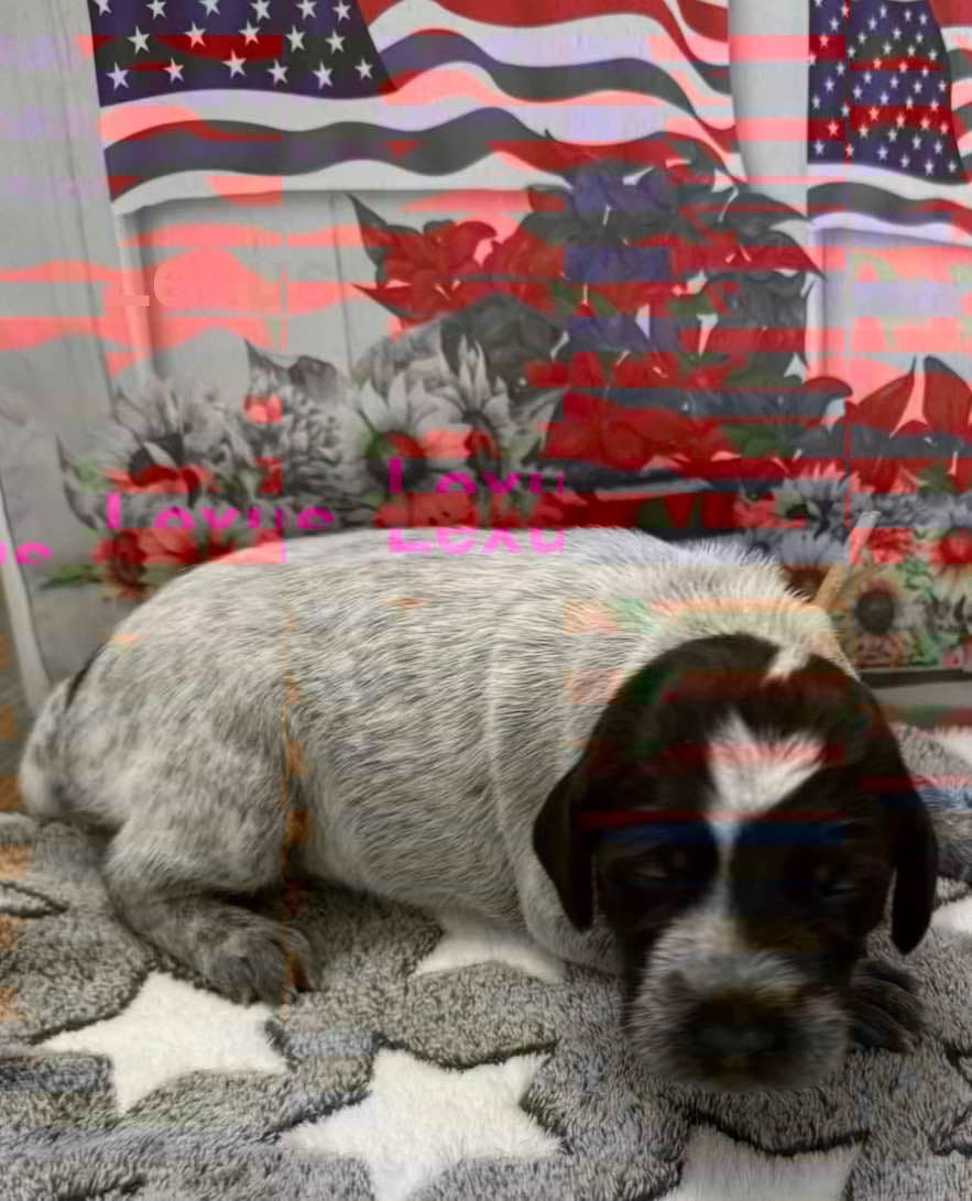 Wirehaired Pointing Griffon Puppies breeder image 3